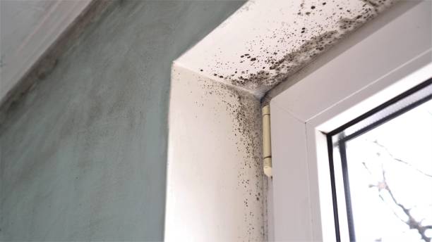 Best Certified Mold Removal  in Eastmont, WA