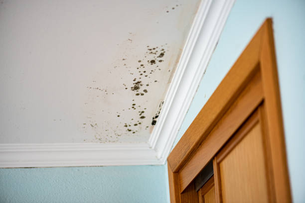 Office Mold Removal Services in Eastmont, WA