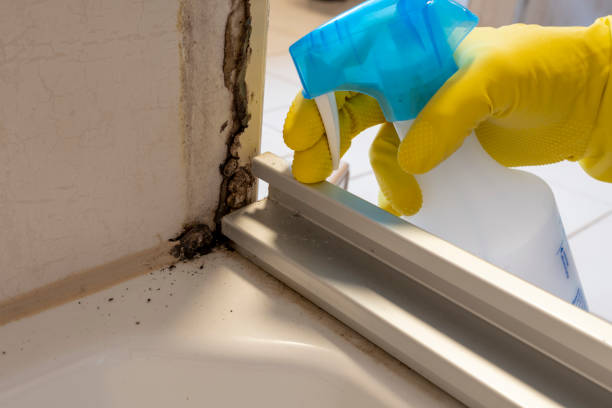 Best Same-Day Mold Removal  in Eastmont, WA