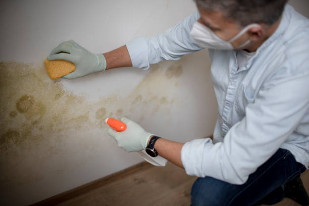 Best Same-Day Mold Removal  in Eastmont, WA
