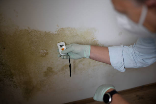 Best Commercial Mold Removal  in Eastmont, WA