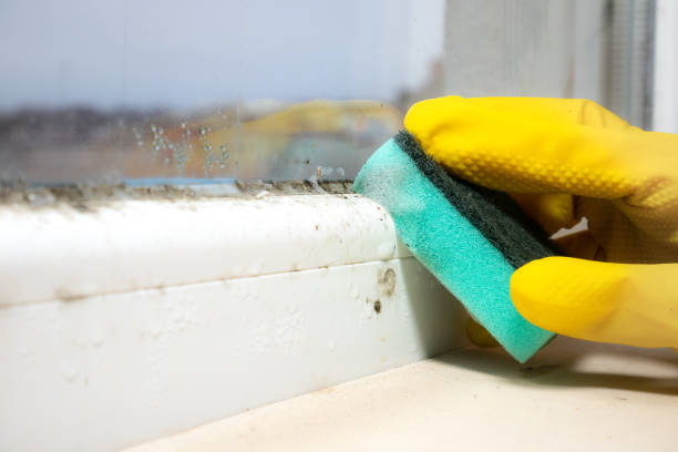 Best Home Mold Removal  in Eastmont, WA