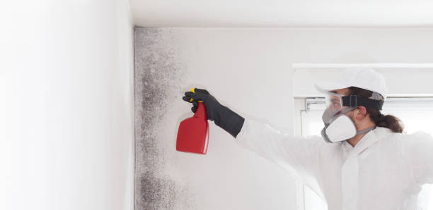 Best Mold Removal Near Me  in Eastmont, WA