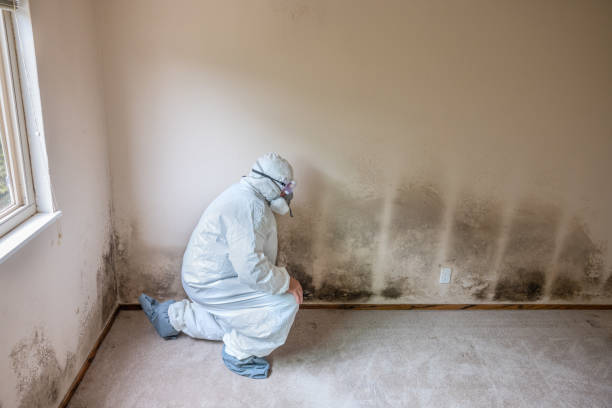 Best Attic Mold Removal  in Eastmont, WA